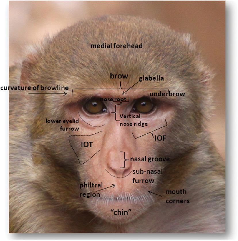 Action units and facial feature annotations
