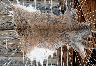 Close-up diagram showing stitched seam in ancient animal hide.