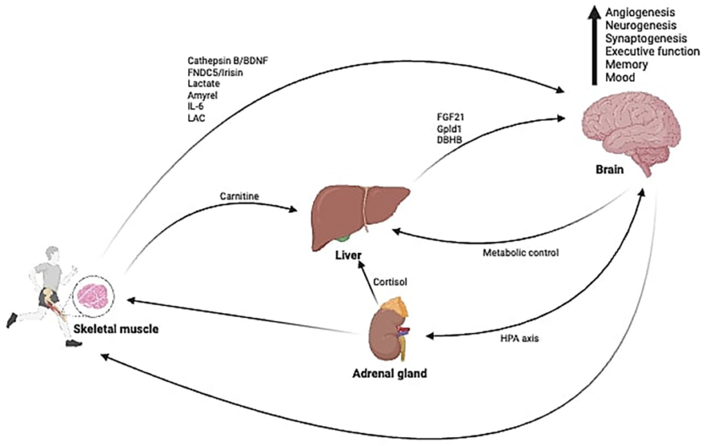 A Common Fitness Supplement May Show Promise Against Alzheimer’s 2 Diagram showing how creatine helps cells regenerate ATP energy inside neurons