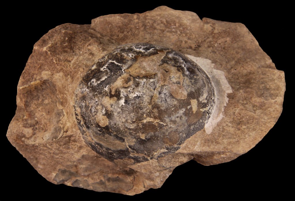 Dinosaur Eggshell Fragments to Improve Fossil Dating Methods