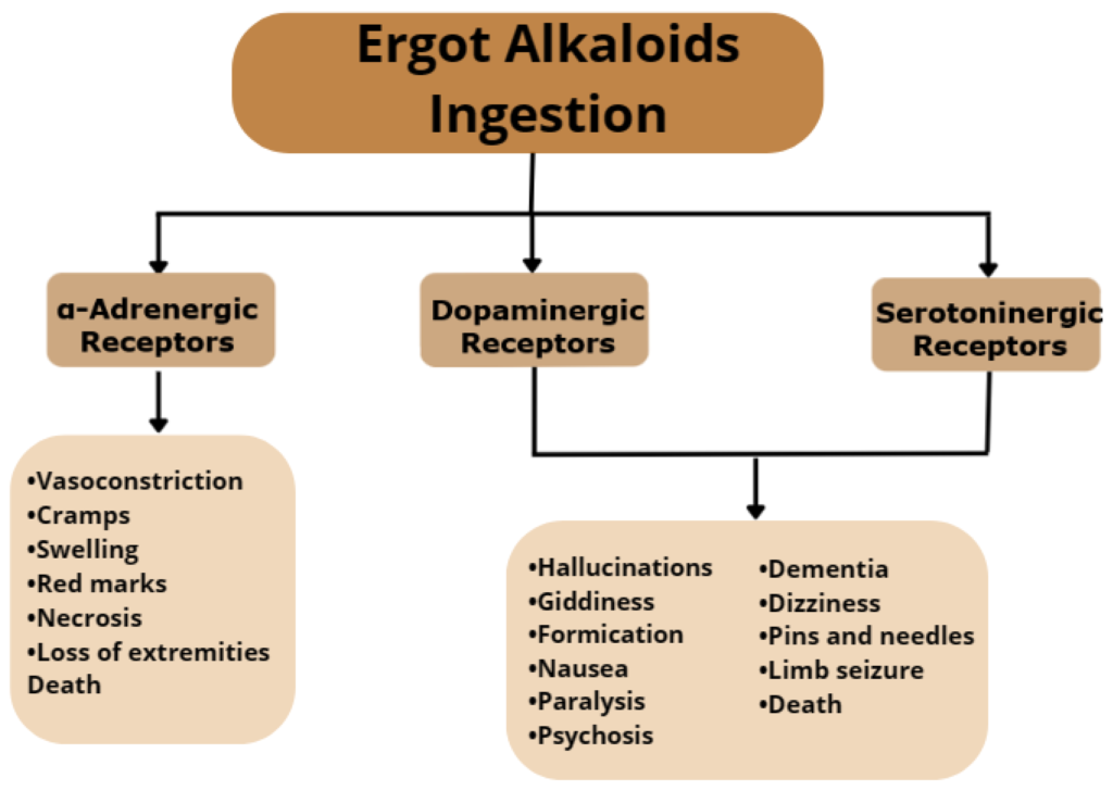 Ergot Alkaloid Chemical & Effects Diagram