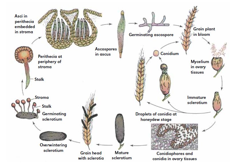 Study Reexamines the Ritual Drink Used in the Ancient Eleusinian Mysteries 3 Ergot fungus lifecycle and alkaloid composition charts