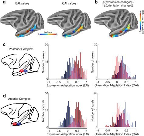 Facial expression & head orientation data in macaque studies