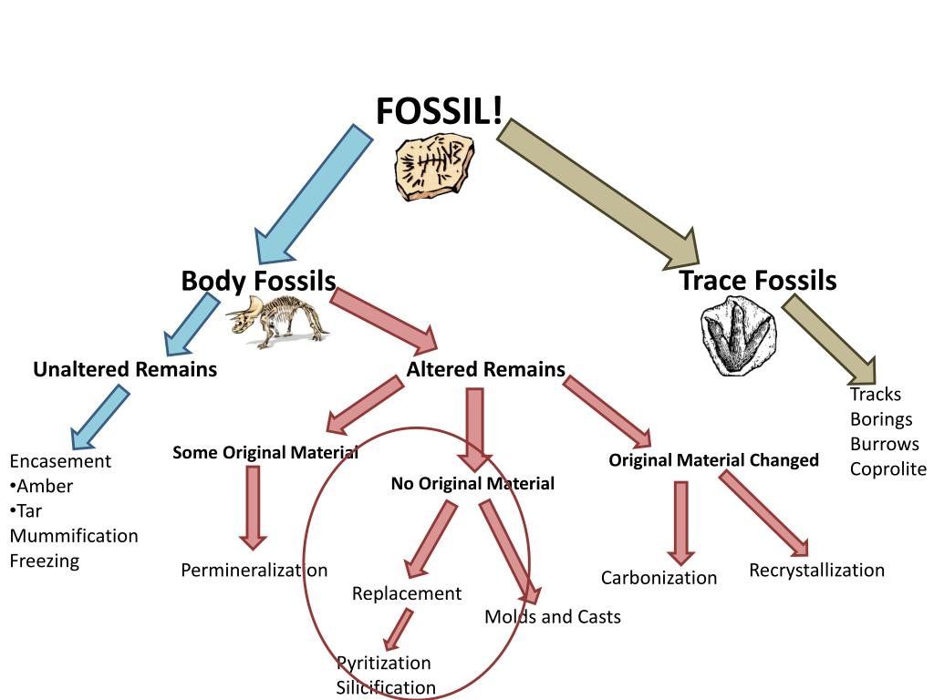 Fossilization steps from living organism to preserved fossil.