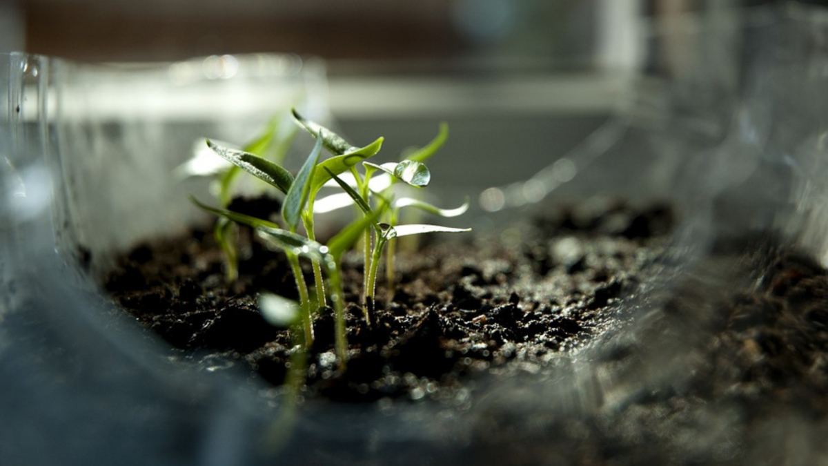 Tea Plants Can Grow in Lunar Soil Conditions