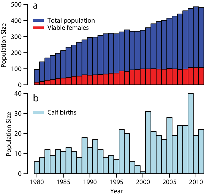 North Atlantic Right Whale Population Infographic