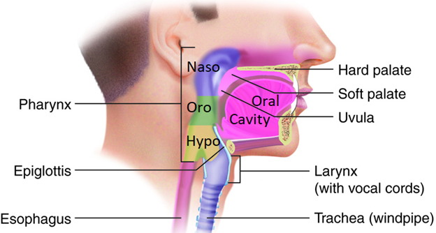 Radiotherapy fields in head and neck cancer and proximity to salivary glands