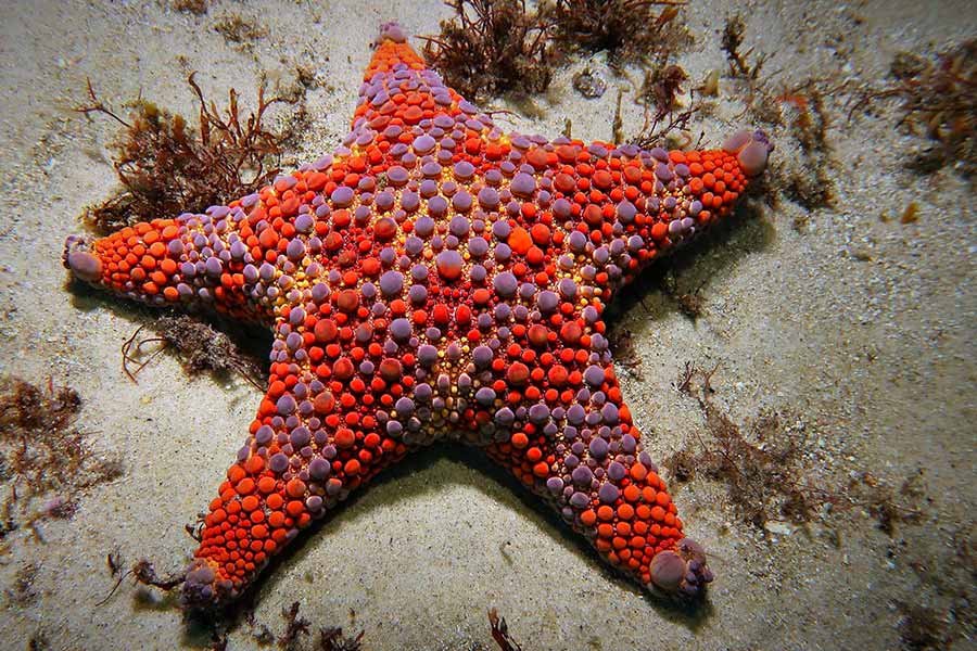 Rarely Seen Starfish in the Atlantic Ocean