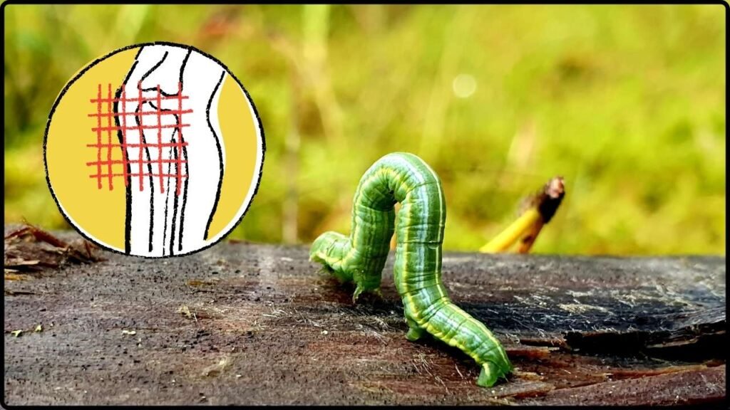 Researchers Investigate a Worm That Temporarily Disables Pain Sensation 1 Researchers Investigate a Worm That Temporarily Disables Pain Sensation