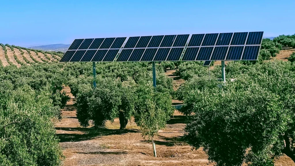 Solar Panel Vegetables