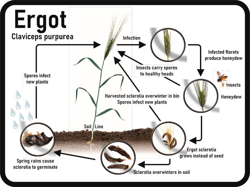 The Kykeon Drink & Barley-Ergot Relationship