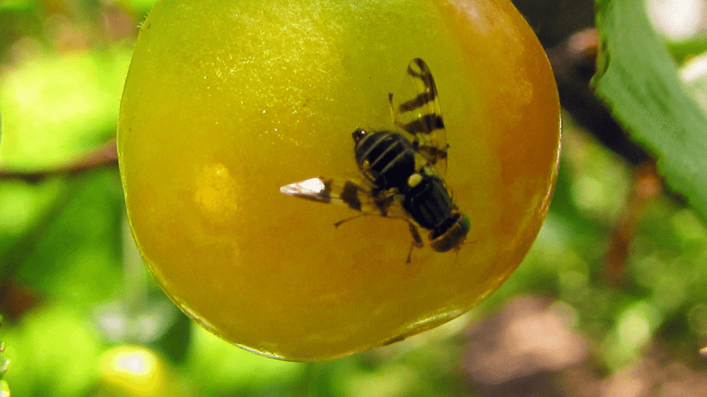 Cherry Farms Turn to Small Falcons for Natural Pest Control 2 Why Cherries Attract Pests