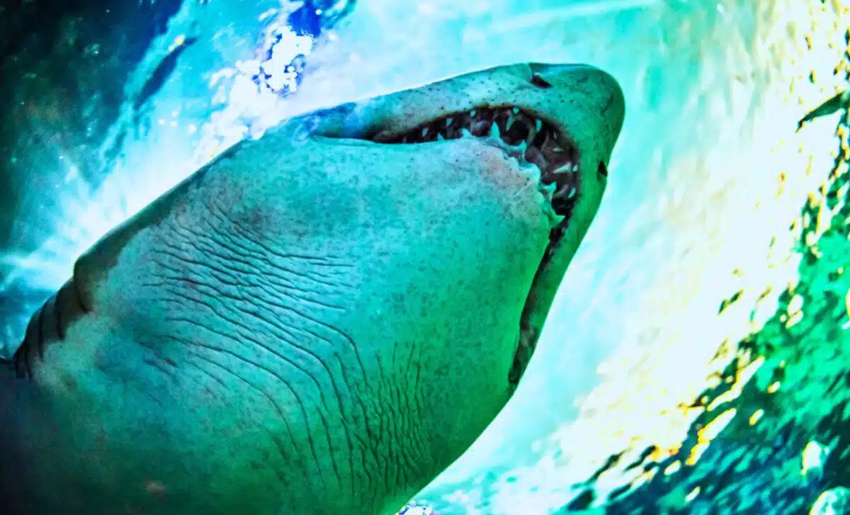 Ancient Creatures From 325 Million Years Ago Discovered Deep Inside Mammoth Cave