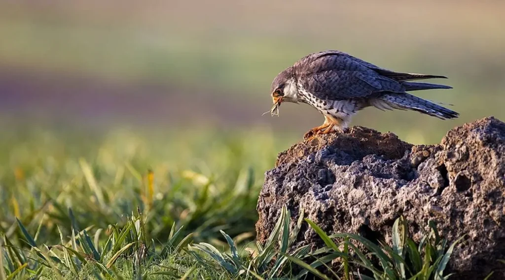Cherry Farms Turn to Small Falcons for Natural Pest Control 1 Cherry Farms Turn to Small Falcons for Natural Pest Control