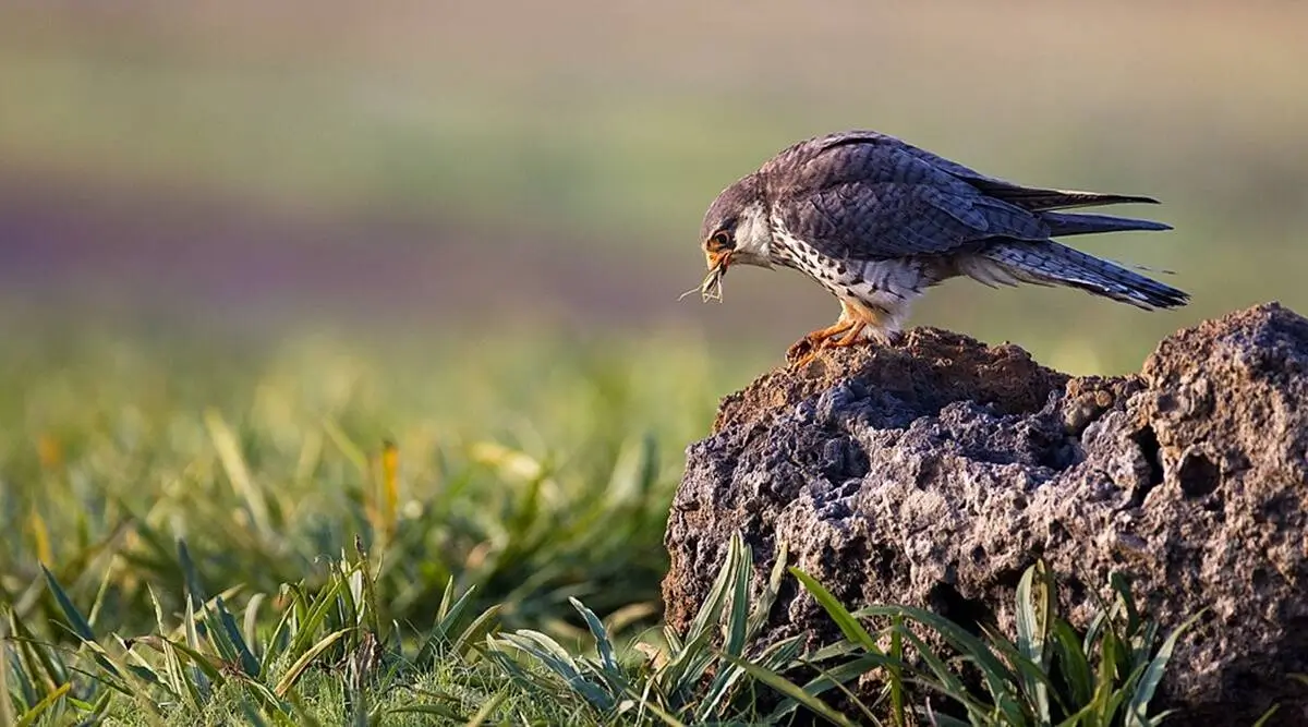 Cherry Farms Turn to Small Falcons for Natural Pest Control