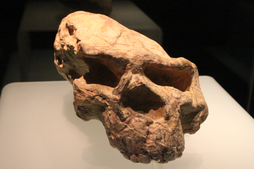 Yunxian Man Skull