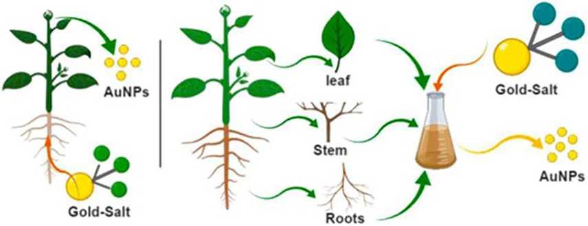 Trees Absorb Trace Gold