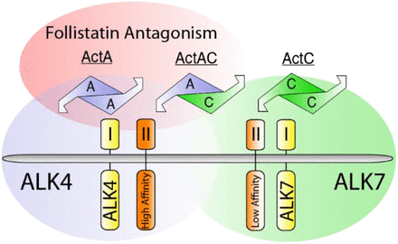 Scientists Examine How the ALK7 Receptor Affects Cancer Spread 2 ALK7 Receptor