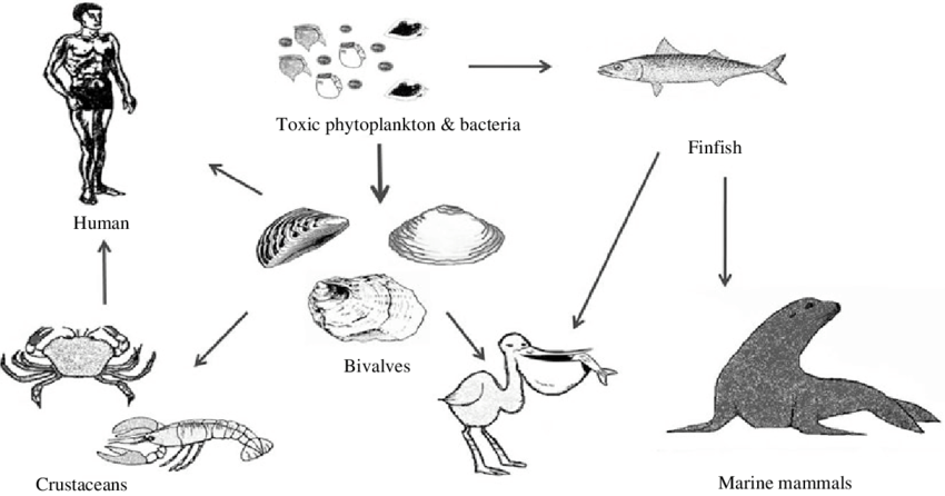 Did Romans Eat a Fish That Triggered Hallucinations? The History Behind the Claim 3 Mediterranean Species