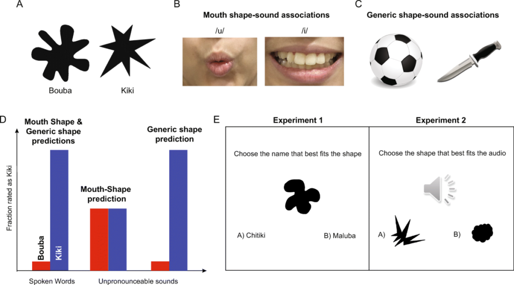 The Bouba Effect Explained — Why Both Animals and Humans Link Sounds to Shapes 2 The Bouba Effect Explained