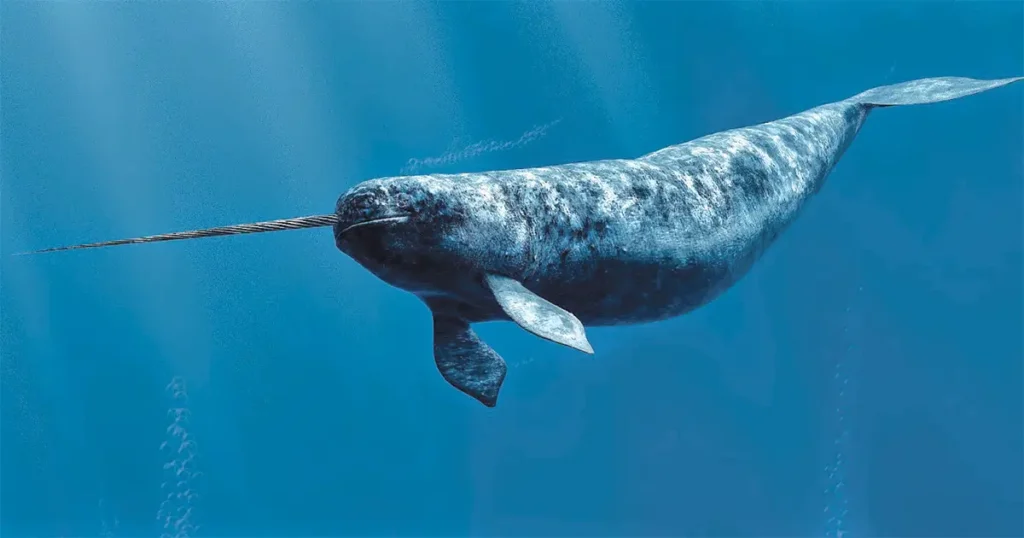 Narwhals Are Going Silent as Human Noise Takes Over the Arctic