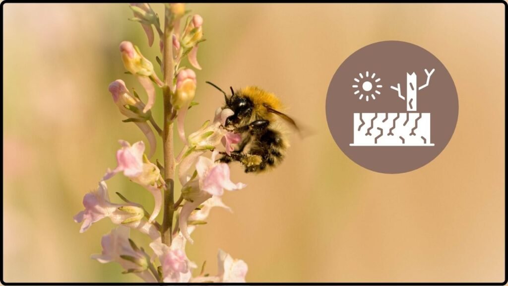 Bees Failed To Stop Sahara Desert Expansion