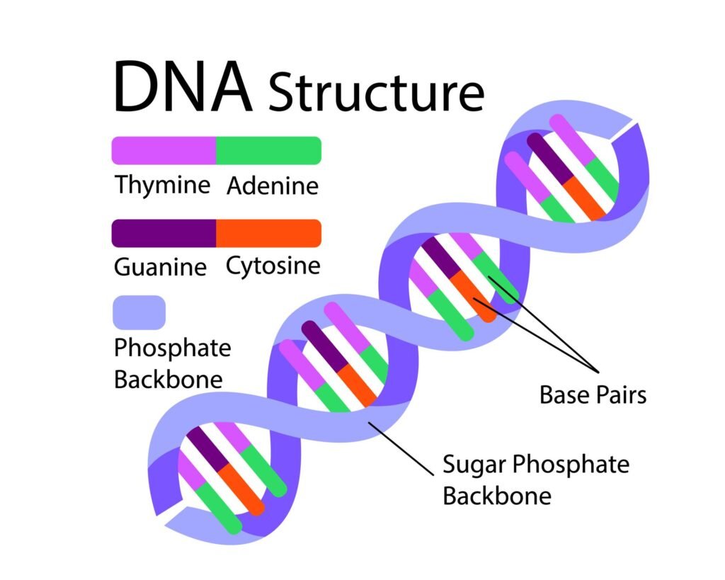 DNA Structure and Genome Information Graphics