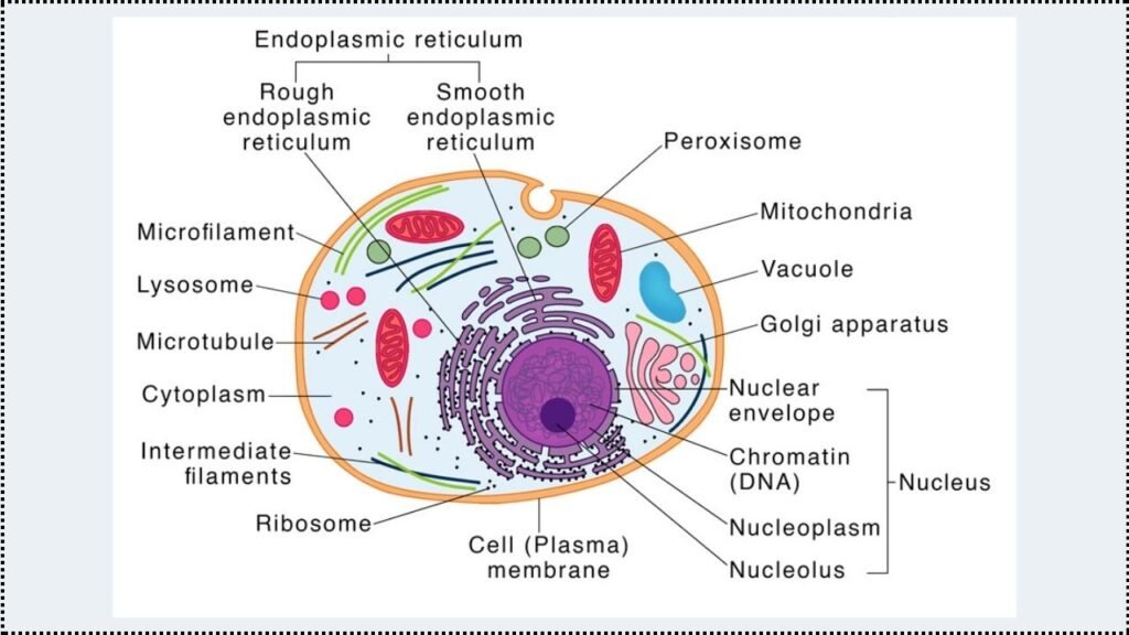 Eukaryotic Cells