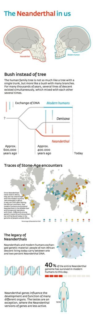 Infographic comparing modern humans and Neanderthals