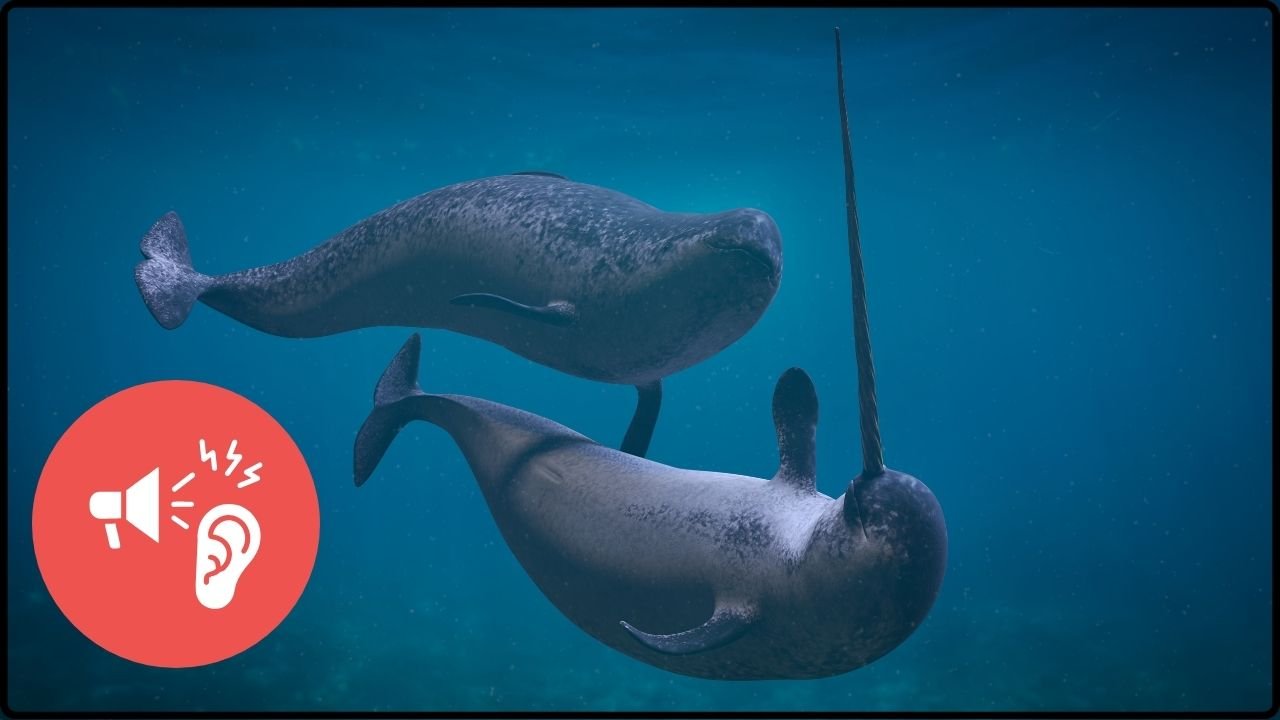 Narwhals Are Growing Quieter as Human Noise Increases