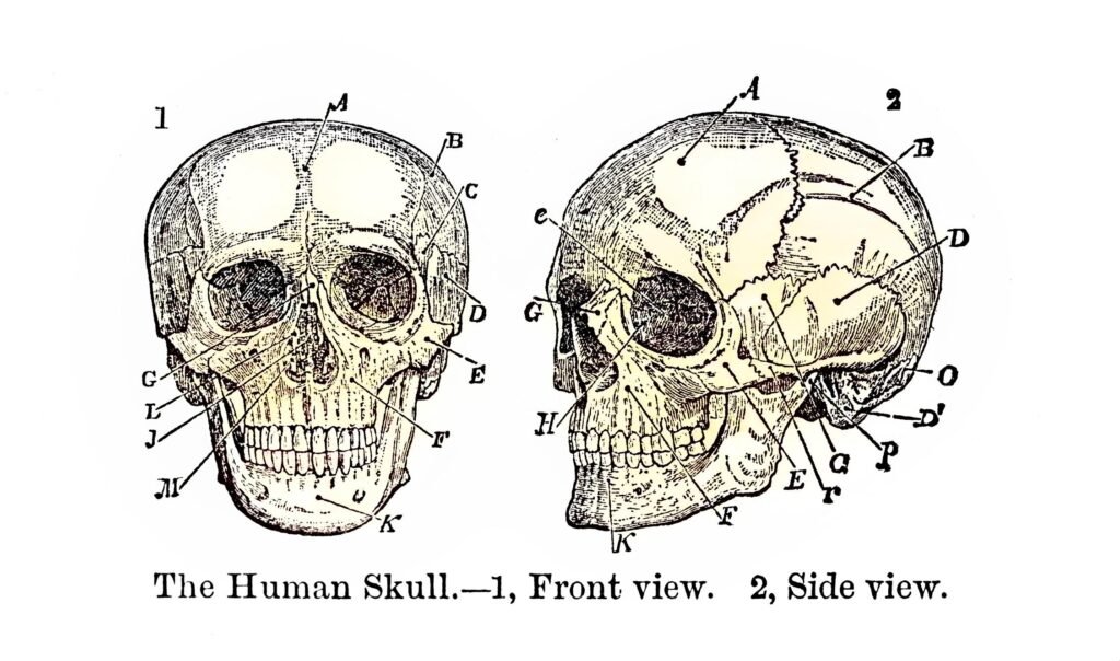 Types of Artificial Cranial Deformation
